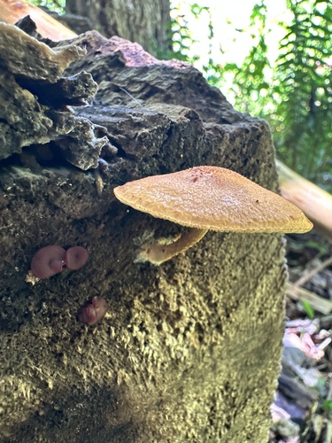 Pholiota (Photo 2 of 4)