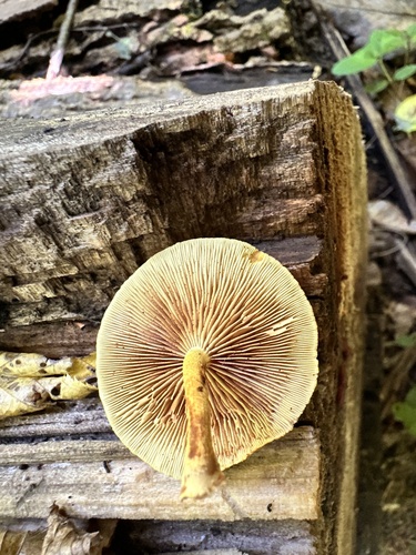 Pholiota (Photo 3 of 4)