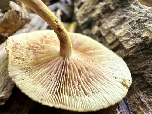 Pholiota (Photo 4 of 4)