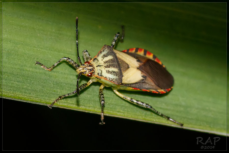 Acidomeria cincticornis