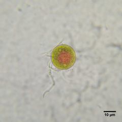 Haematococcus lacustris