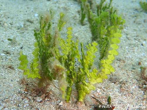Photo of Thickened Halimeda (Halimeda incrassata)