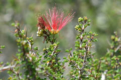 Calliandra haematomma colletioides