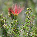Calliandra haematomma colletioides - Photo (c) Daniel Fortin, some rights reserved (CC BY-NC), uploaded by Daniel Fortin