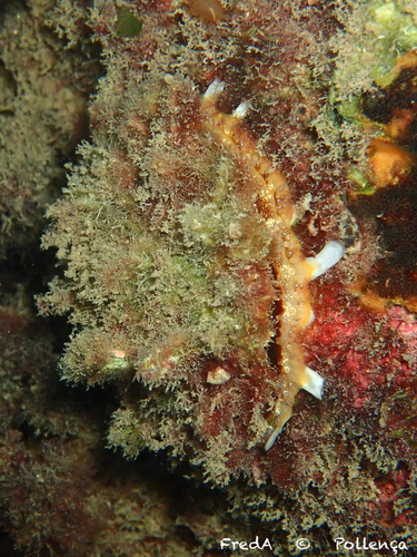 European Thorny Oyster