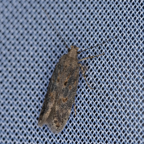 beet moth