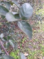 Ehretia anacua