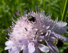 Mononychus punctumalbum