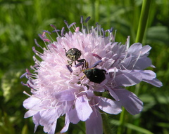 Mononychus punctumalbum