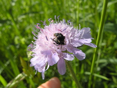 Mononychus punctumalbum