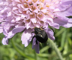 Mononychus punctumalbum