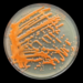 Sporobolomyces - Photo (c) Josh McGinnis, some rights reserved (CC BY-NC), uploaded by Josh McGinnis
