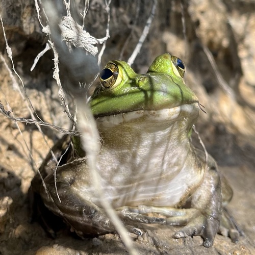 American Bullfrog
