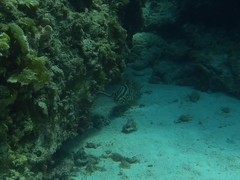 Epinephelus striatus
