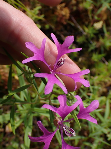Image of Clarkia pulchella by no rights reserved