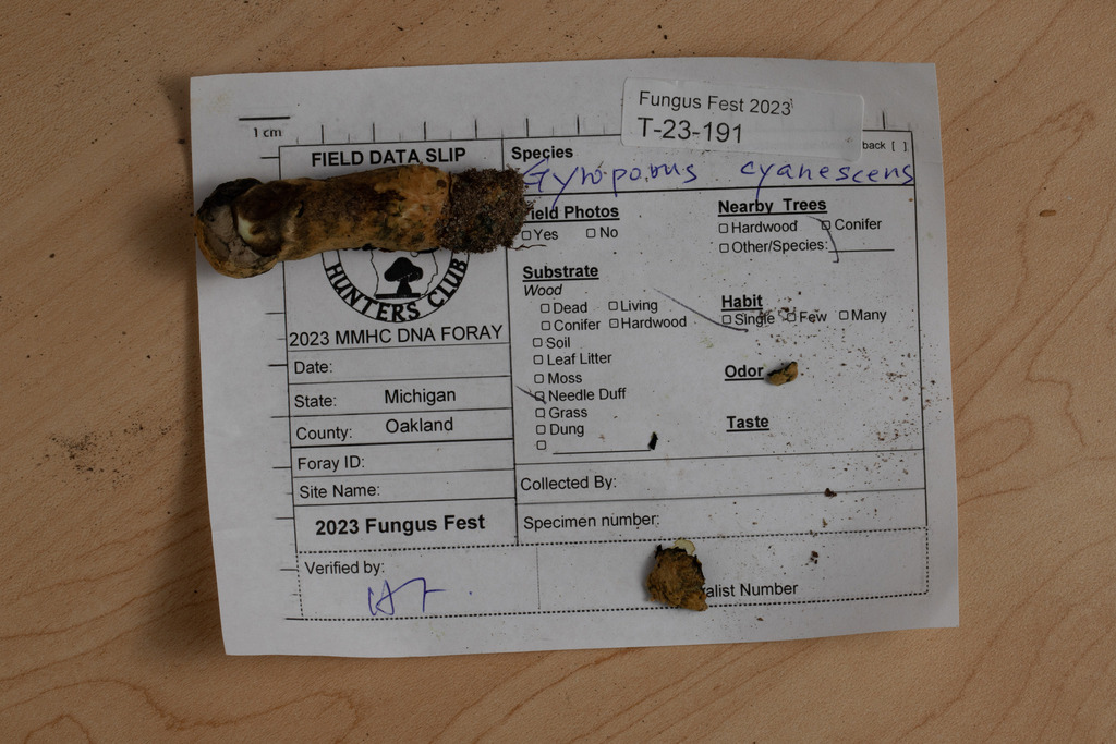 Gyroporus sp. 'cyanescens-IN01'