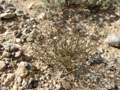 Nemacladus orientalis