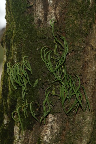 Lepisorus annuifrons iNat (3)