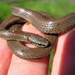 Sharp-tailed Snakes - Photo (c) Greg Schechter, some rights reserved (CC BY)