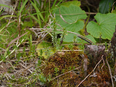 Coprosma ernodeoides