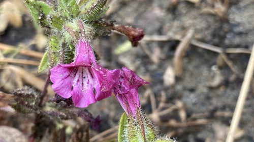 Dense fruited monkeyflower (Diplacus constrictus)