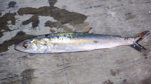 Smallscale hemiodus (Hemiodus microlepis) — Hemiodontidae — 4
