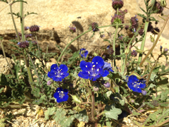 Phacelia nashiana