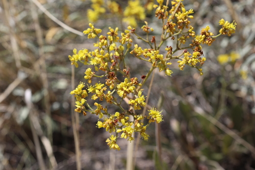 Image of Eriogonum hieraciifolium by no rights reserved