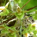 Catasetum fimbriatum - Photo (c) Nelson Wisnik,  זכויות יוצרים חלקיות (CC BY-NC), הועלה על ידי Nelson Wisnik