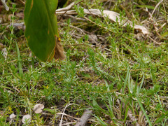 Coprosma ernodeoides