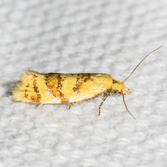 Phtheochroa vitellinana