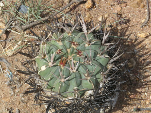 Stenocactus coptonogonus