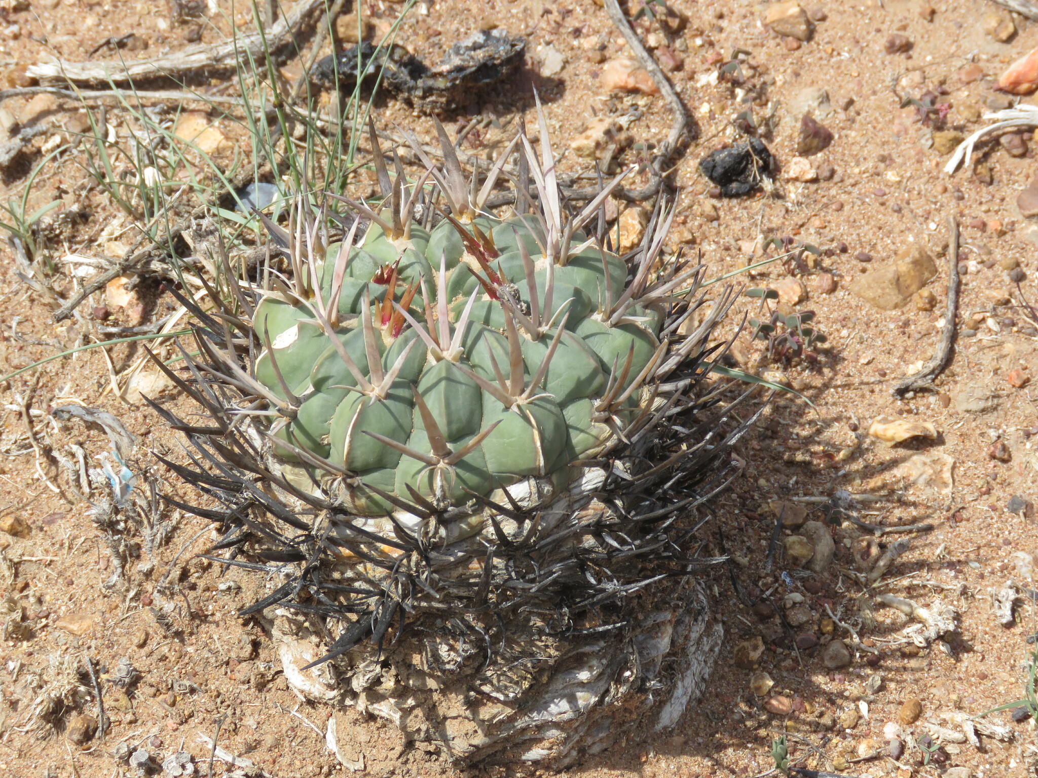 Stenocactus coptonogonus