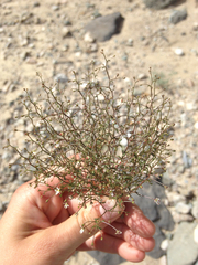 Nemacladus orientalis