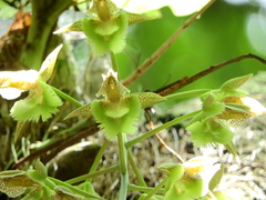 Catasetum fimbriatum
