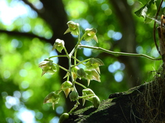 Catasetum fimbriatum