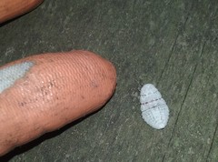 Coelostomidia zealandica