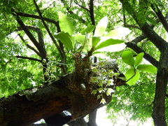 Catasetum fimbriatum