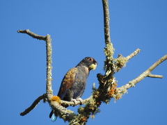Pionus chalcopterus