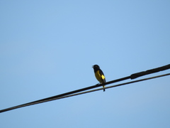 Spinus xanthogastrus