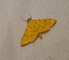 Phaedropsis