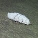 Giant Scale Insects - Photo (c) Helen Mechen, some rights reserved (CC BY-NC), uploaded by Helen Mechen