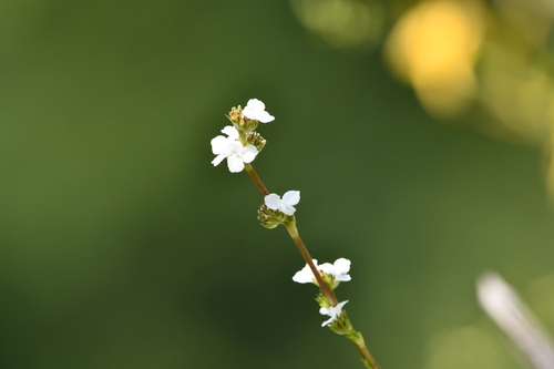 Callisia gentlei observed 2023-09-17