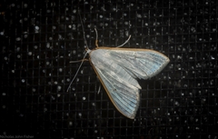 Palpita margaritacea