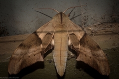 Coequosa australasiae