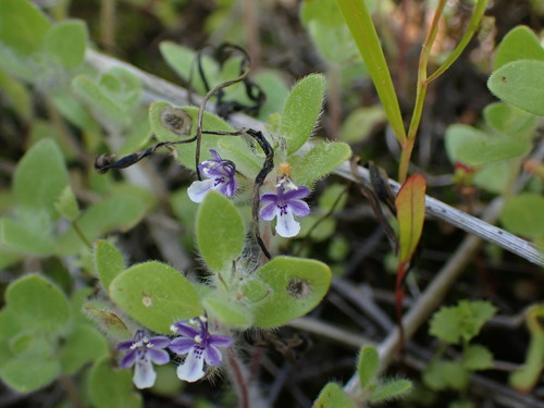Image of Trichostema oblongum by no rights reserved