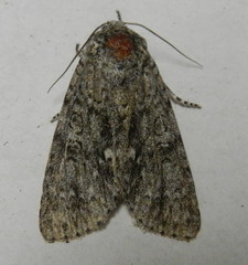 Acronicta impleta