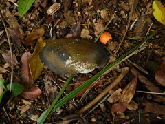 Anodontites trapesialis