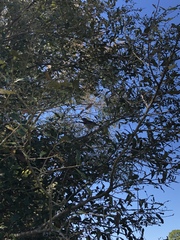 Mimus polyglottos image