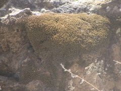 Thuidium peruvianum